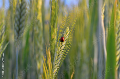 Green rye field with ladybird on a spike close-up. Summer nature background