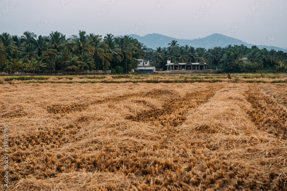   Rice field in india, Kerala