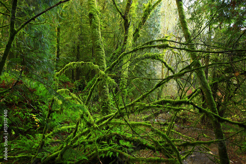 a picture of an exterior Pacific Northwest rainforest