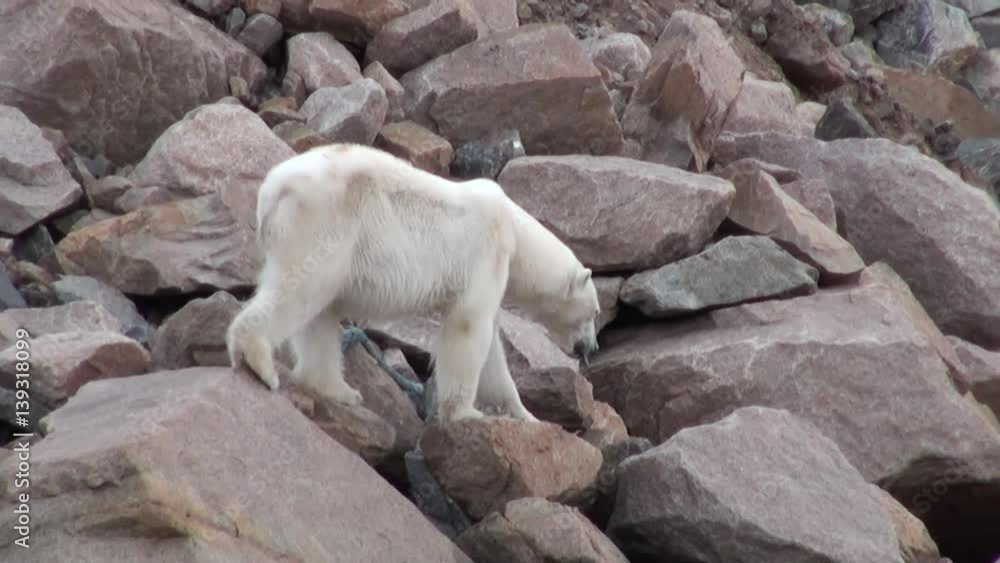 White polar bear walking on snow in desolate ice of tundra in Svalbard. Wildlife. Dangerous animals in Nordic badlands. Unique footage on background natural landscape of Spitsbergen in Arctic. White polar bear walking on snow in desolate ice of tundra in Svalbard. Wildlife. Dangerous animals in Nordic badlands. Unique footage on background natural landscape of Spitsbergen in Arctic.