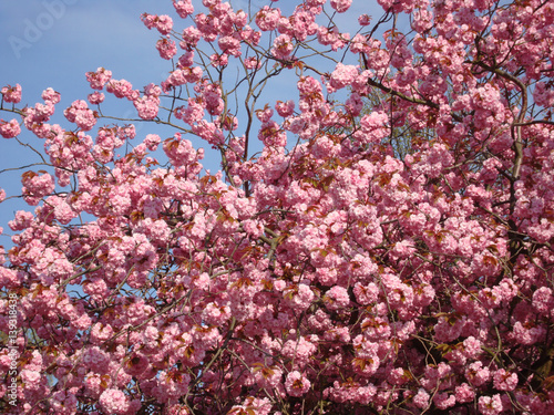 Blühender Japanischer Zierkirschenbaum © horst jürgen schunk