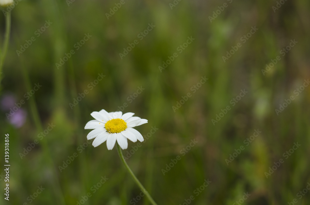 Beautiful flowers with green background Beautiful flowers with green background