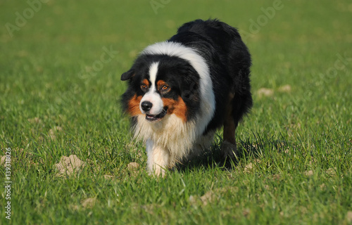 Australian shepherd dog in the meadow © Ricant Images