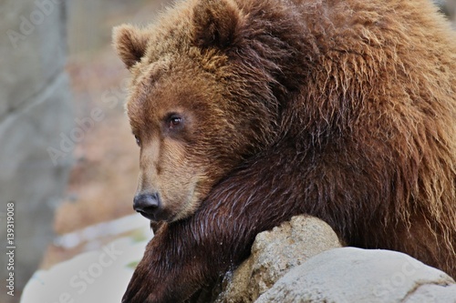 Young bear, (ursidae) photo