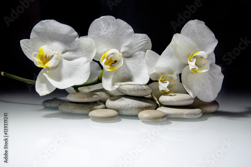  white orchids and pearls lie on the rocks 