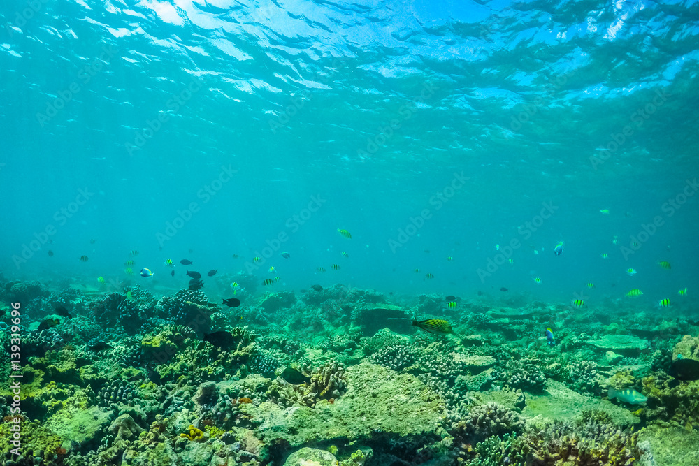 Fototapeta premium Underwater world landscape, underwater coral. Colorful coral reef and blue clear water with sunlight and sunbeam. Maldives underwater wildlife, marine life, adventure snorkeling. 