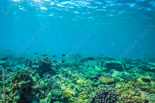 Underwater world landscape, underwater coral. Colorful coral reef and blue clear water with sunlight and sunbeam. Maldives underwater wildlife, marine life, adventure snorkeling. 