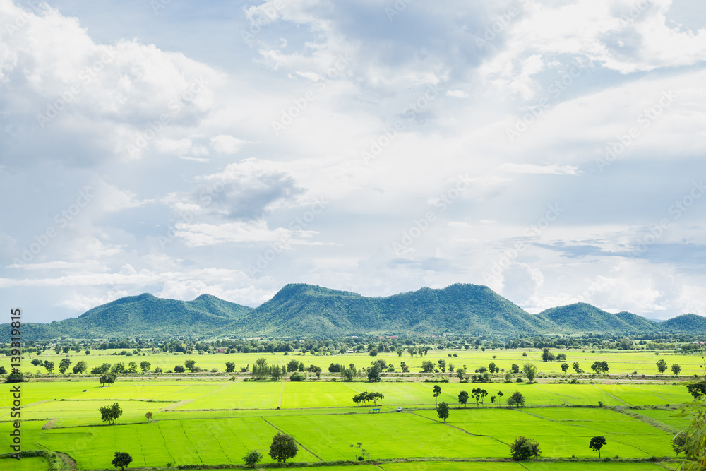 Wide rice fields Wide rice fields