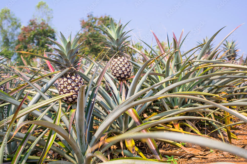 Pineapple in farm, fresh tropical fruit agriculture in thailand Pineapple in farm, fresh tropical fruit agriculture in thailand
