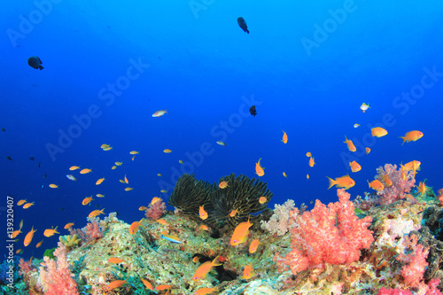 Fototapeta Naklejka Na Ścianę i Meble -  Tropical fish underwater on coral reef 