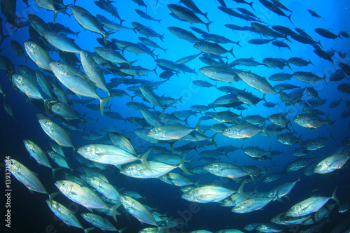 Tuna fish
