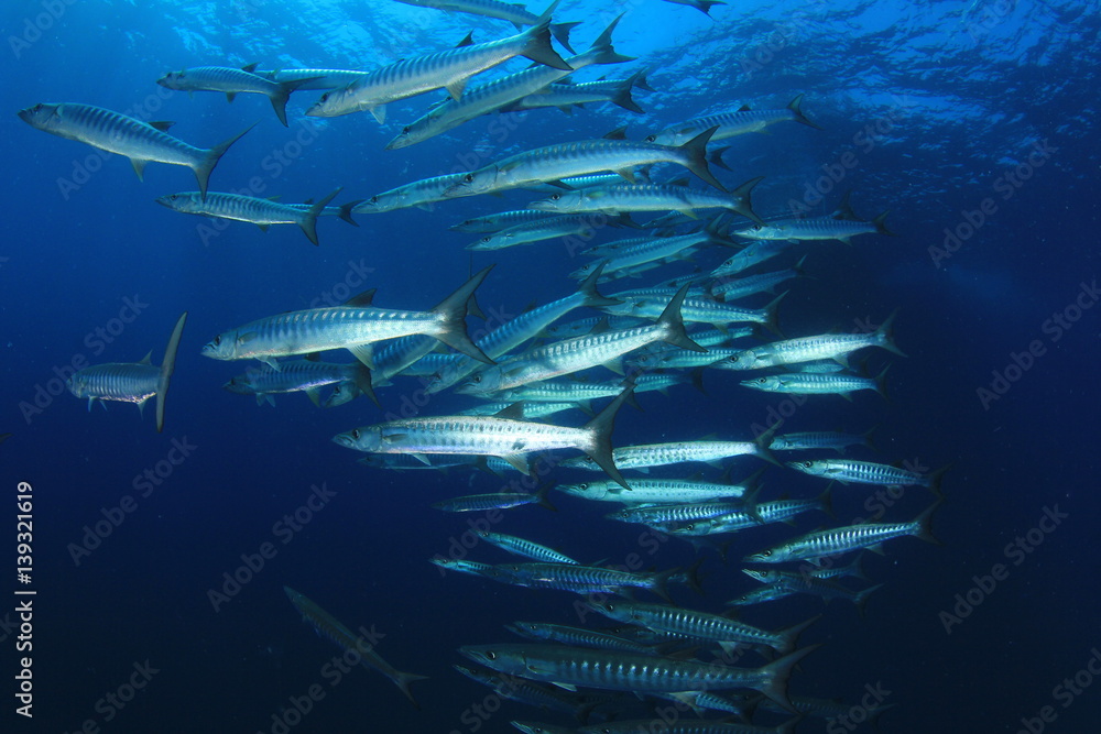 Fototapeta premium Barracuda fish