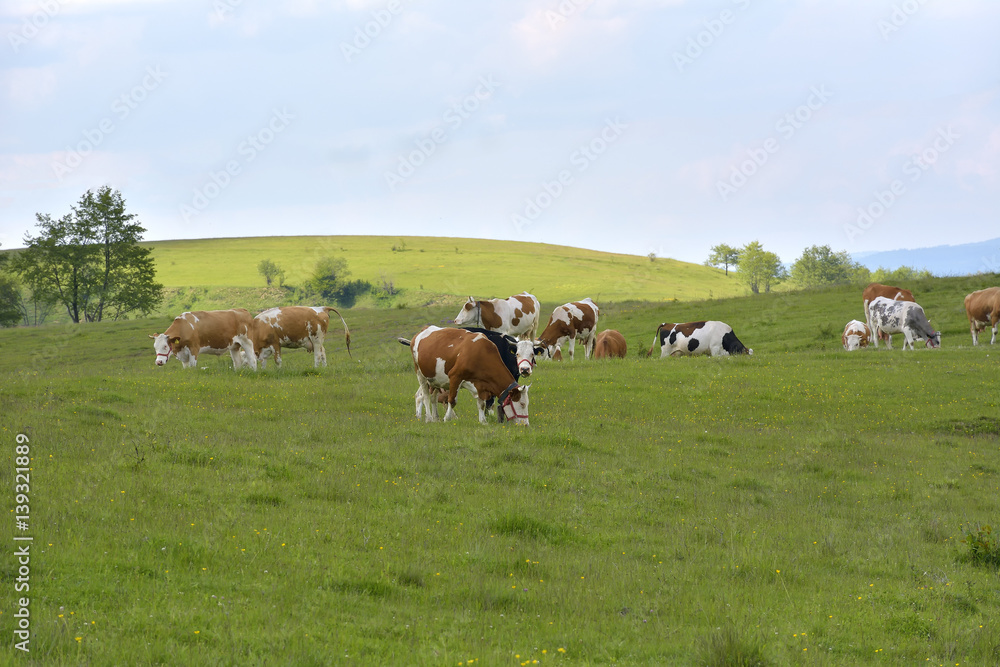 cows on green field