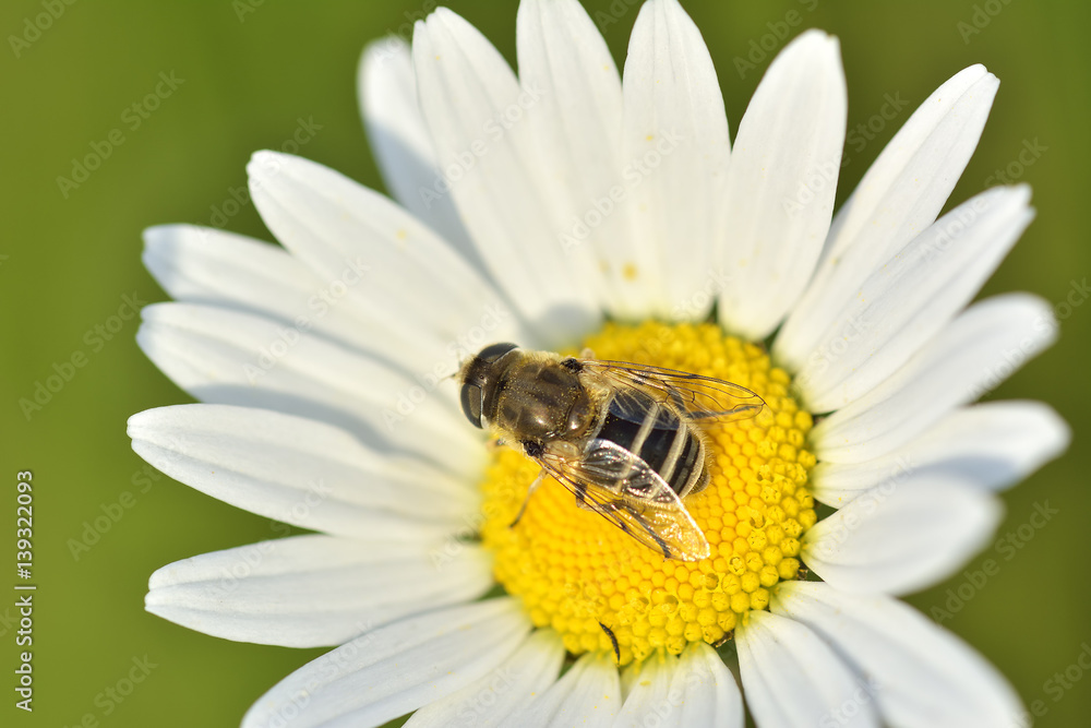 Bee on chamomile collecting honey Bee on chamomile collecting honey