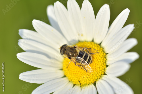 Bee on chamomile collecting honey