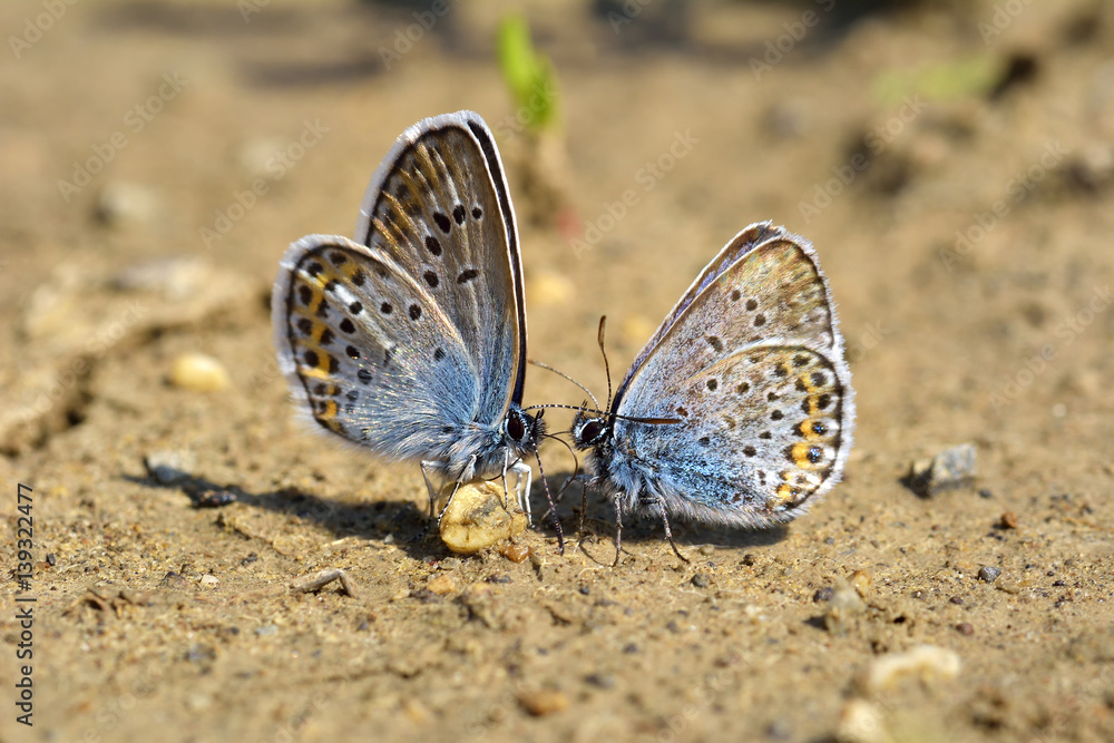 two blue butterflies (kiss) two blue butterflies (kiss)