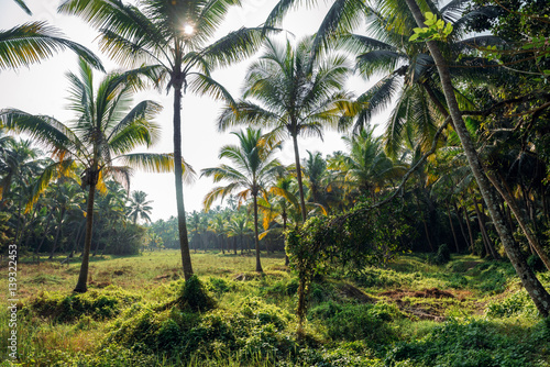 Sunlight in palm forest in Kerala  India