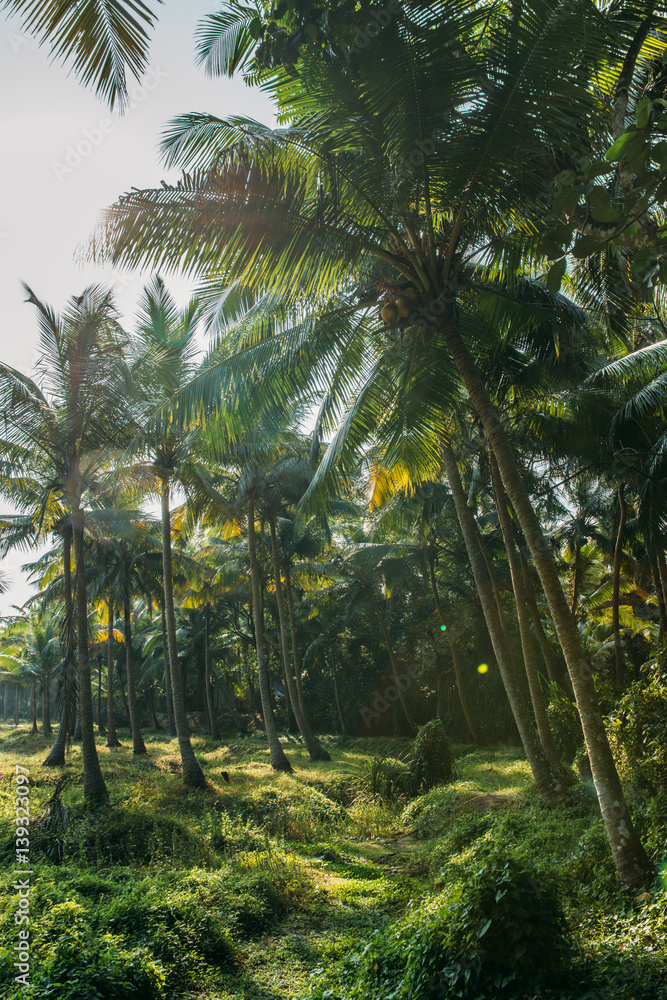 Naklejka premium Sunlight in palm forest in Kerala, India