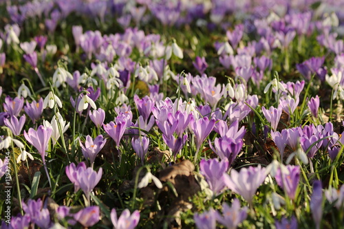 Crocuses blooming