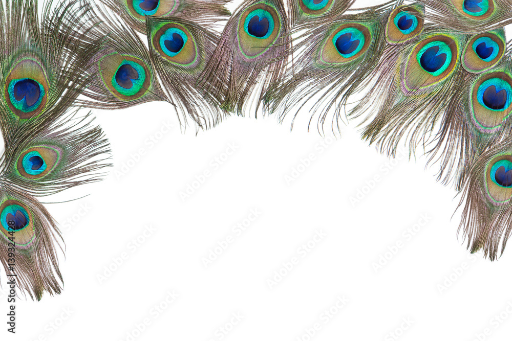 Obraz premium Composition with bright peacock feathers on the white horizontalbackground, lying flat, with empty place for your text, top view