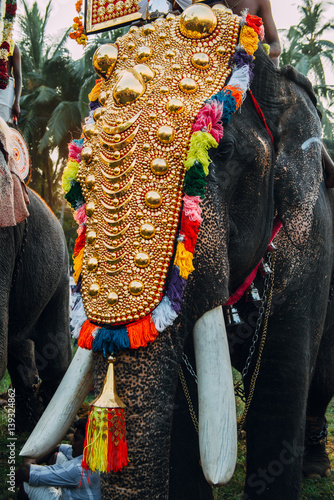 Canvas Print Kerala, India - February, 2016: Decorated elephant in India during Thrissur elep