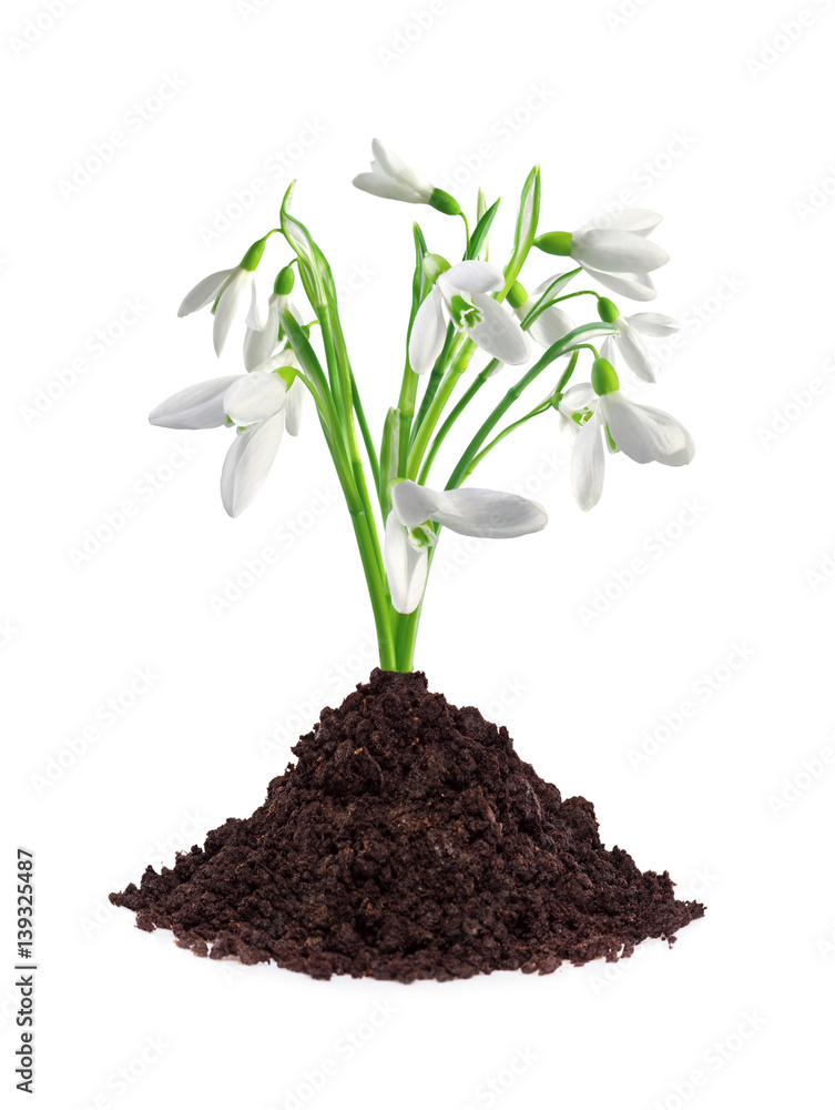 beautiful snowdrop flowers grouth in soil isolated on white beautiful snowdrop flowers grouth in soil isolated on white