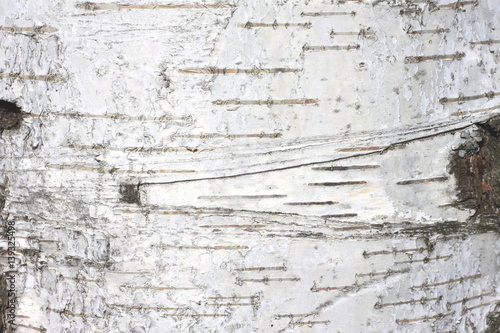 birch bark texture natural background paper close up