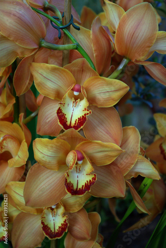 Photos Orchidée cuivrée à cœur blanc et rouge