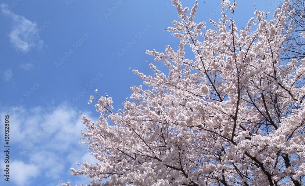 桜 桜