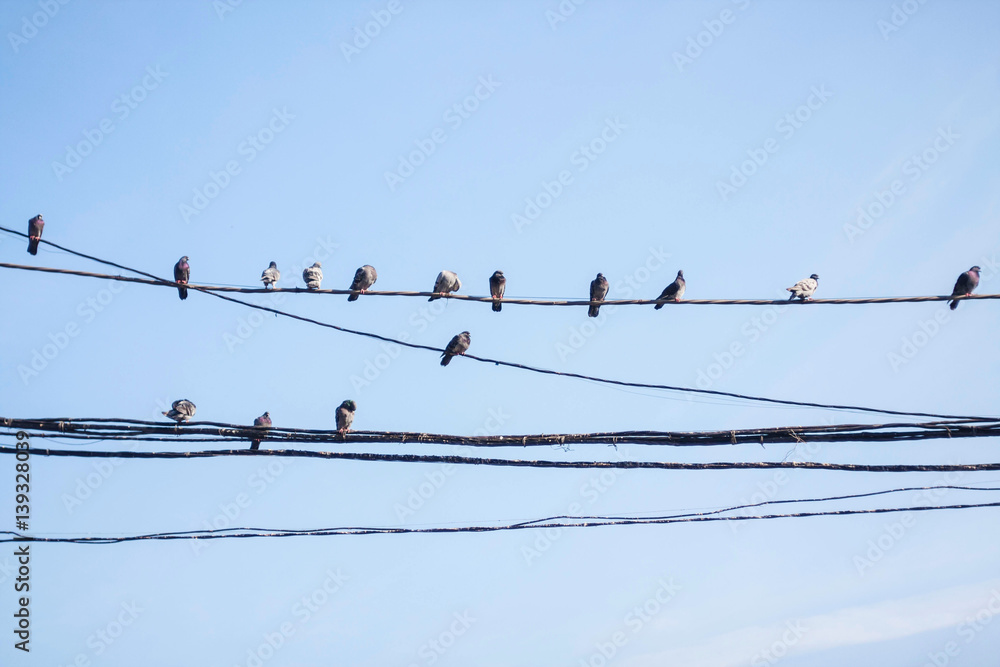 Birds on a wire Birds on a wire