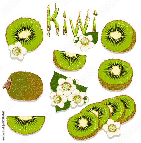 kiwi vector