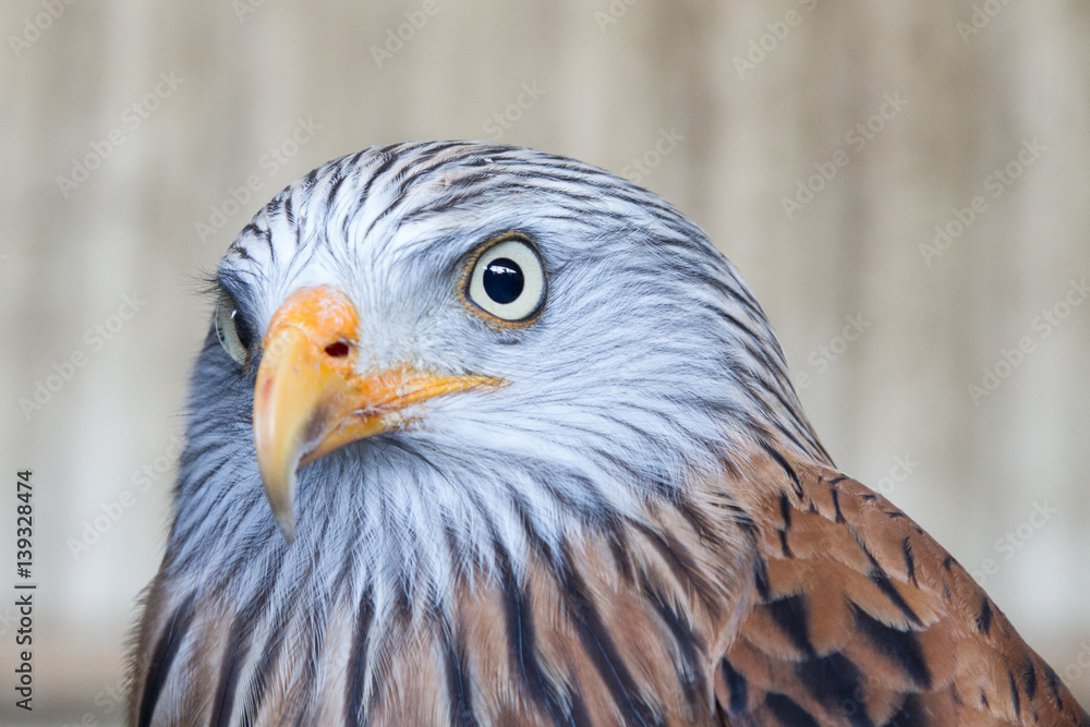 Red KIte Red KIte