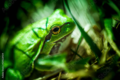 Macro shot of a European tree frog, hiding in the grass.