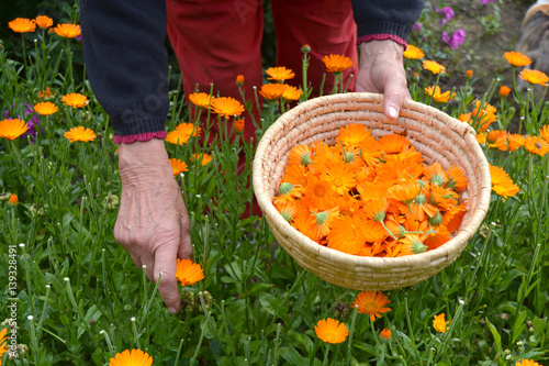 senior woman hands picking  fresh marigold calendula medical flowers