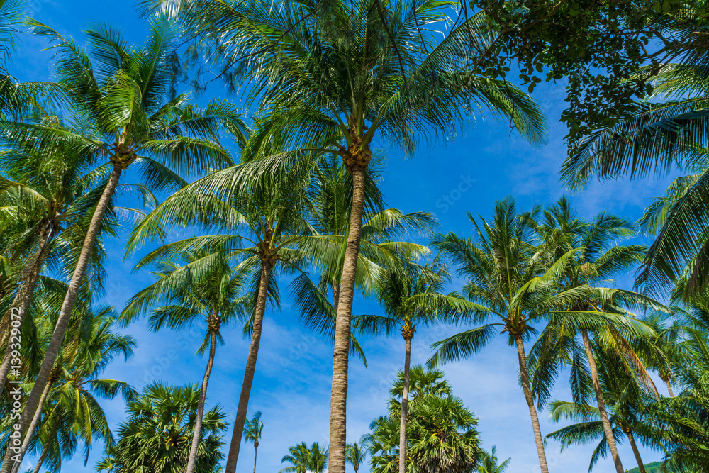 Coconut palm tropical tree against blue sky