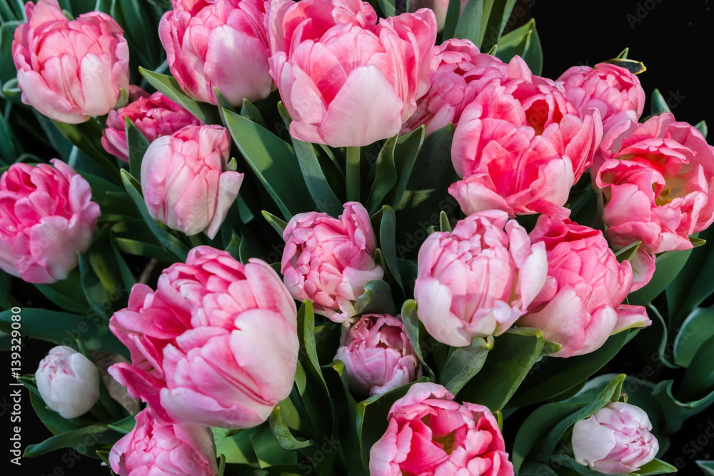 Fototapeta premium Large bouquet of tulips.