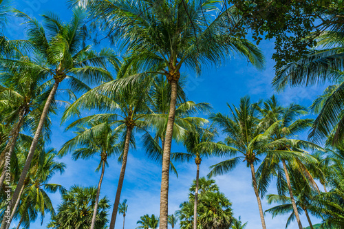 Coconut palm tropical tree against blue sky