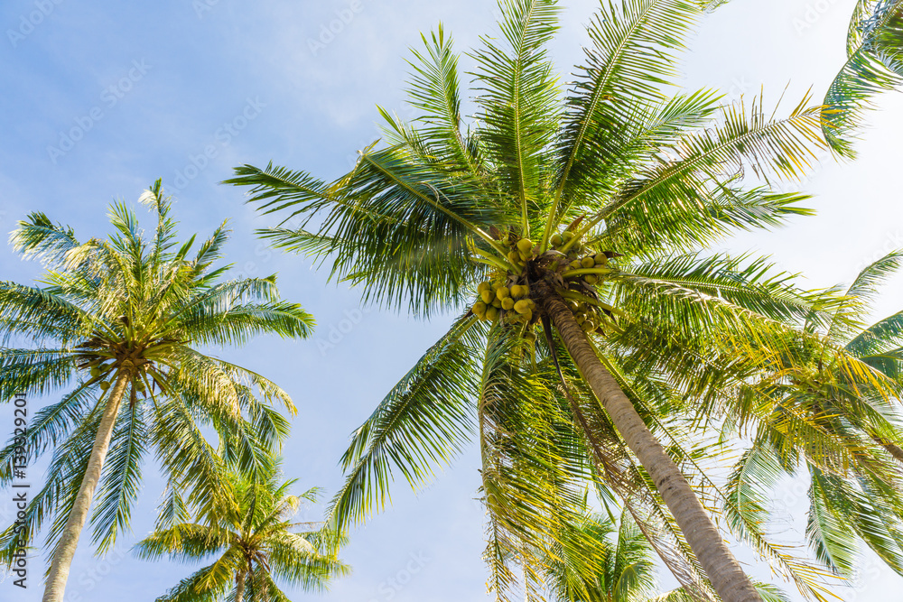 Fototapeta premium Coconut palm tropical tree against blue sky