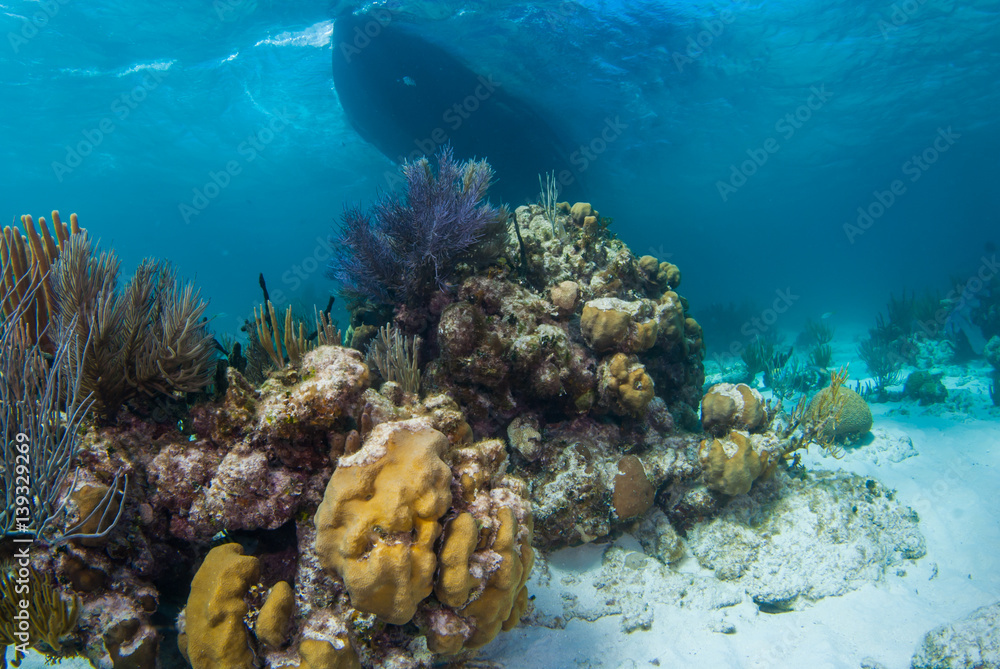 Obraz premium a dive boat floats on the surface of the caribbean sea above a tropical coral reef. The warm water is shallow and is the environment forlots of wildlife to live in