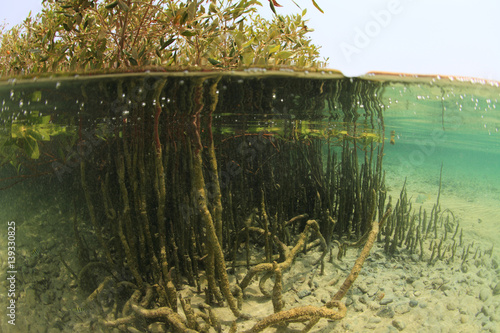 Fototapeta Naklejka Na Ścianę i Meble -  Split image of Mangrove tree