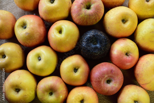 Black and red apples, good apple and bad apple. Rotten apple and fresh apple.The concept of bad people in society. photo