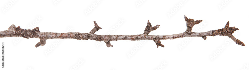 branch of a pear tree without leaves. Isolated on white background