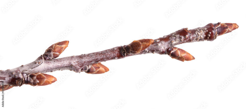 tree branch with buds unblown. Isolated on white background