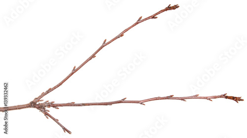 tree branch with buds unblown. Isolated on white background