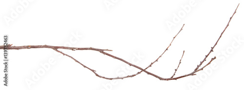 dry thin branches of the tree. isolated on white background