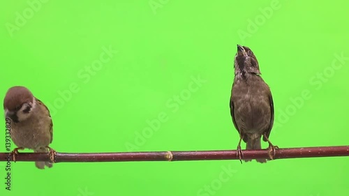 sparrow  isolations on a green  screen photo