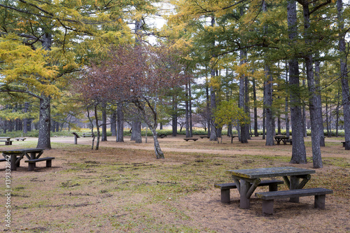 japanese park in autumn season