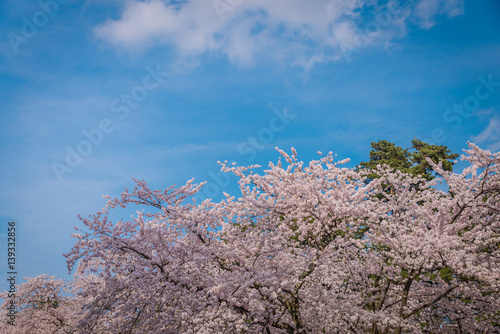 Wallpaper Mural Cherry blossoms in spring at Hirosaki Castle,Aomori Prefecture,Japan Torontodigital.ca