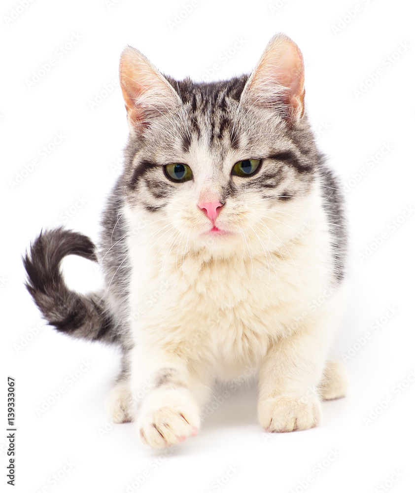 Obraz premium Small gray kitten.