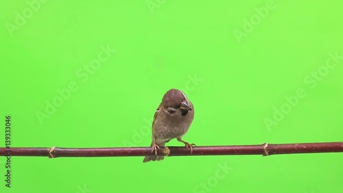 sparrow  isolations on a green  screen photo